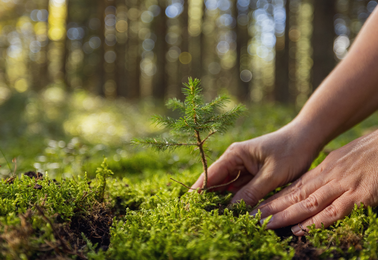 Eine Person pflanzt etwas, um es wachsen zu lassen Eine Person pflanzt etwas, um es wachsen zu lassen