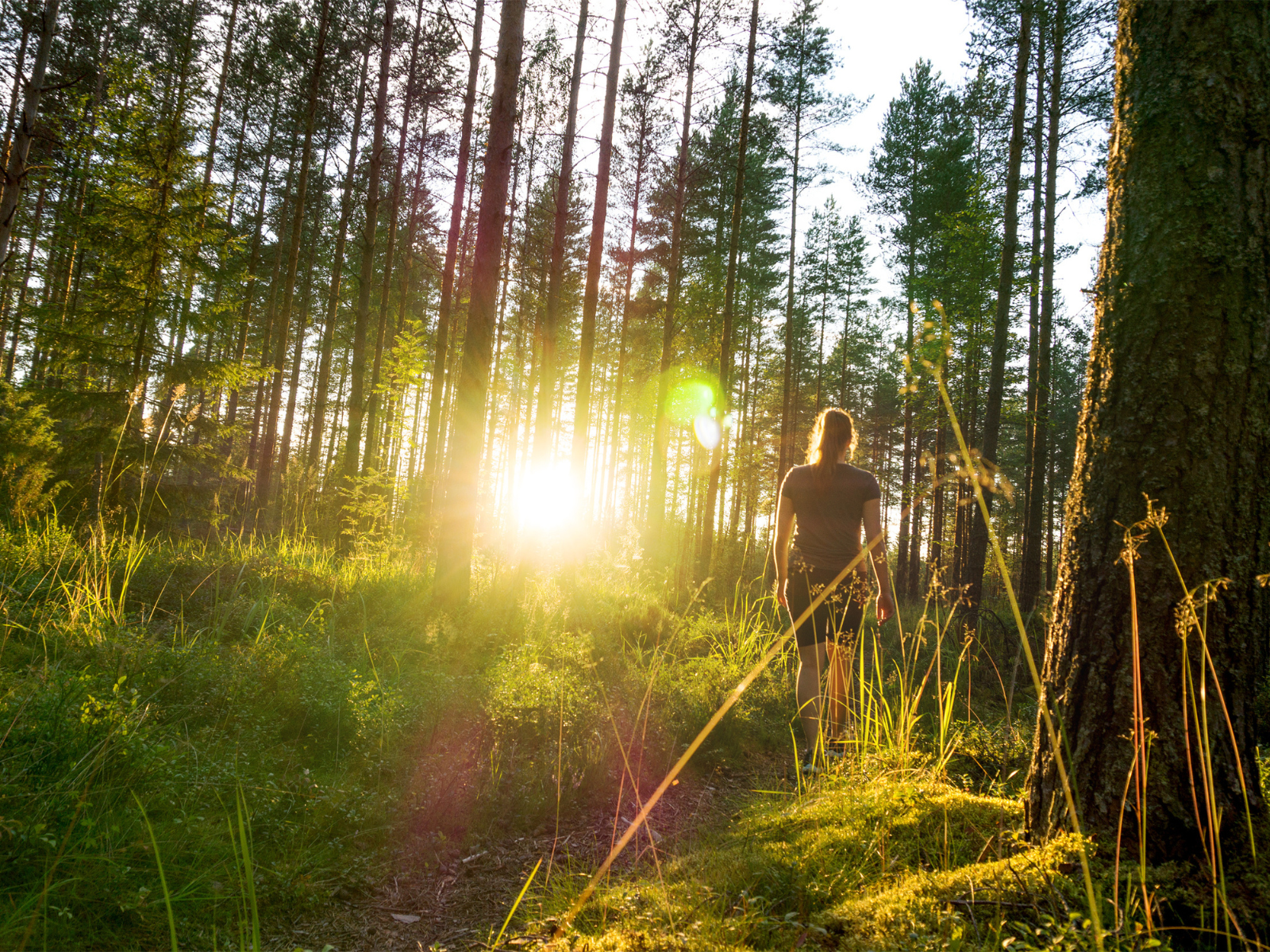 Frau wandert im Sonnenschein durch den Wald.