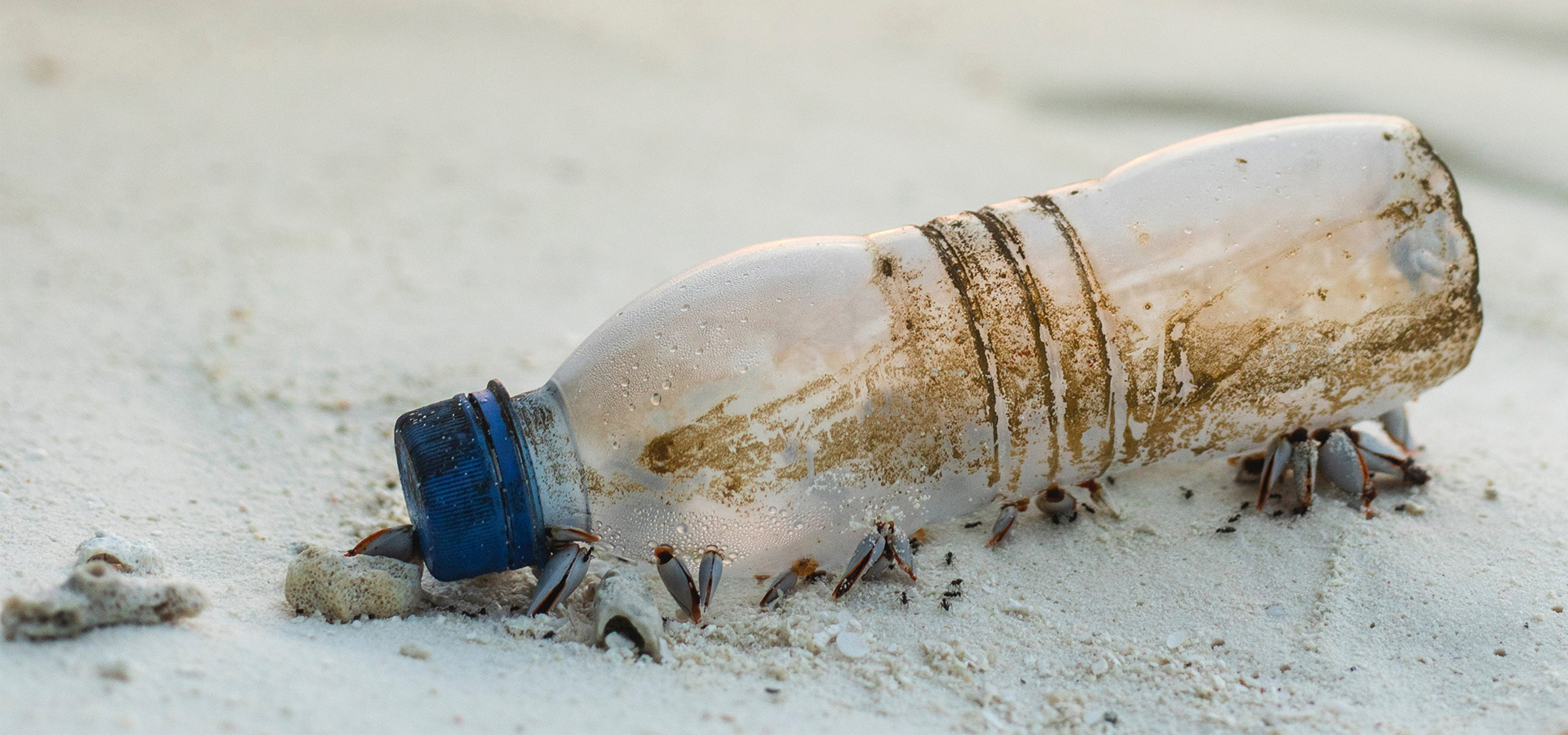 Plastikflasche am Sandstrand Schmutzige Plastikflasche mit Muscheln am Sandstrand
