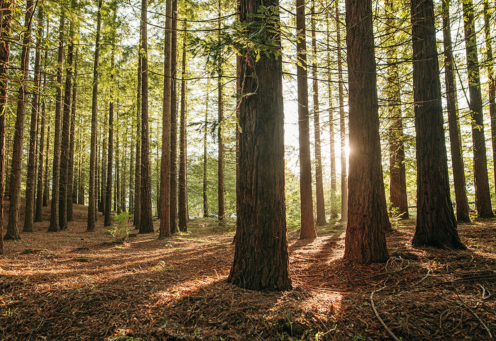 Sonnenlicht fällt durch Bäume in einem Wald Sonnenlicht fällt durch Bäume in einem Wald