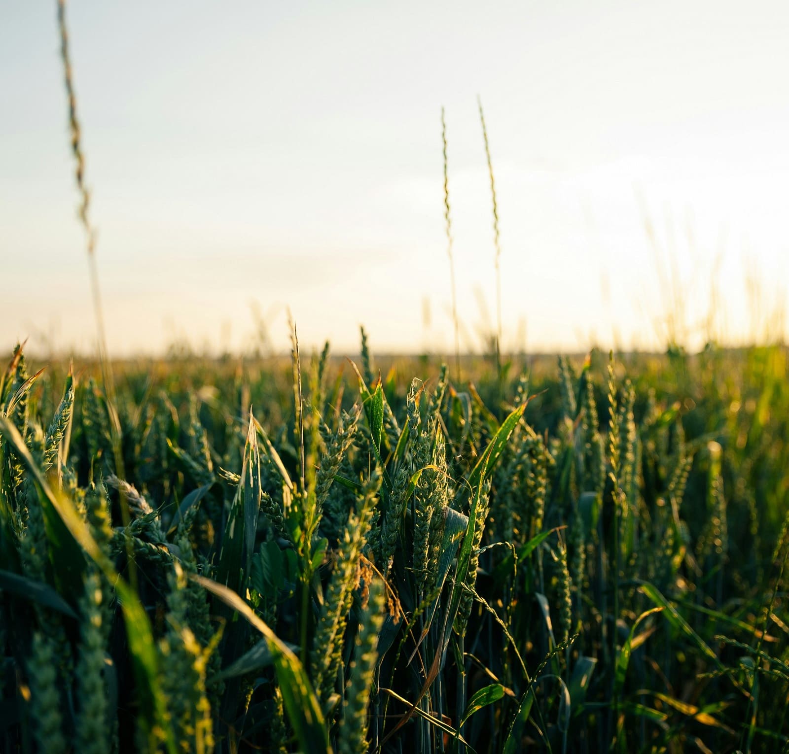 Field with grain at sunrise Field with grain at sunrise