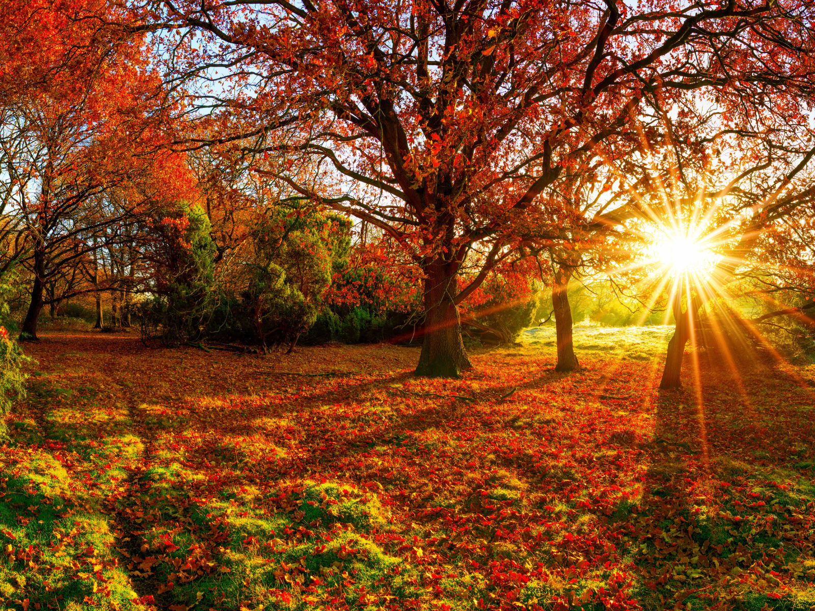 Herbstwald in prächtigen Farben im Gegenlicht der Sonne