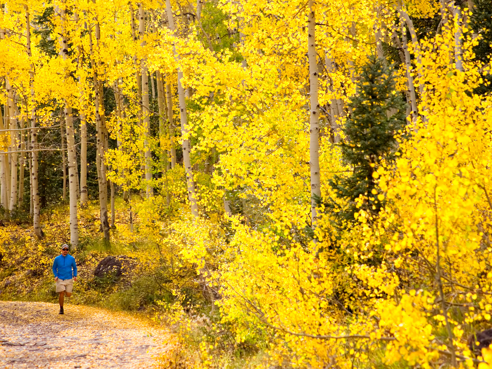 Mann läuft durch den gelb gefärbten Herbstwald