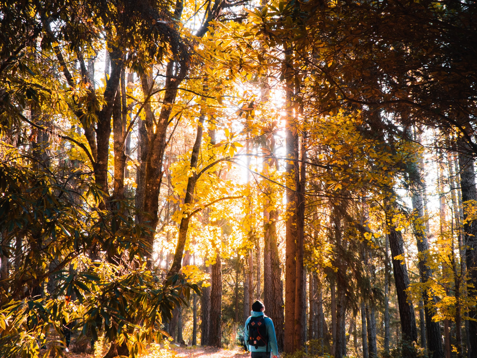 Trail-Laufer blickt in die Baumkronen des Herbstwaldes bei Sonneneinstrahlung